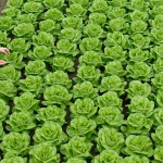 cabbage