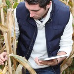 cornstalk