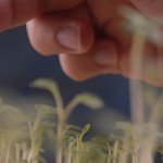 plant tissue culture