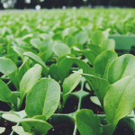 Conference Plants Crop