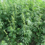 Industrial hemp field near Boissevain